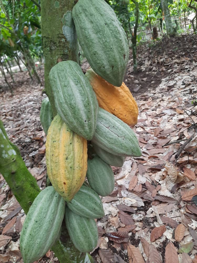 Cacao-Leaflet